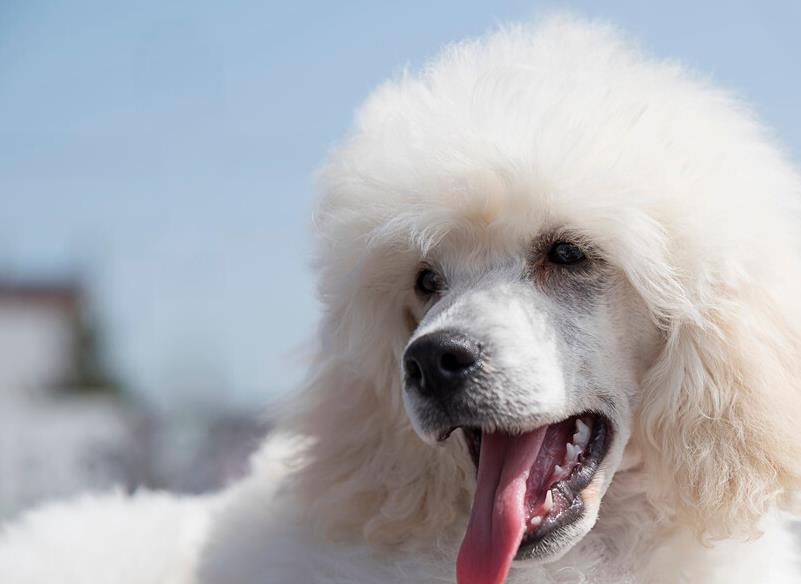 贵宾犬泪痕可以剪掉黄色的毛吗,贵宾犬泪痕怎么处理
