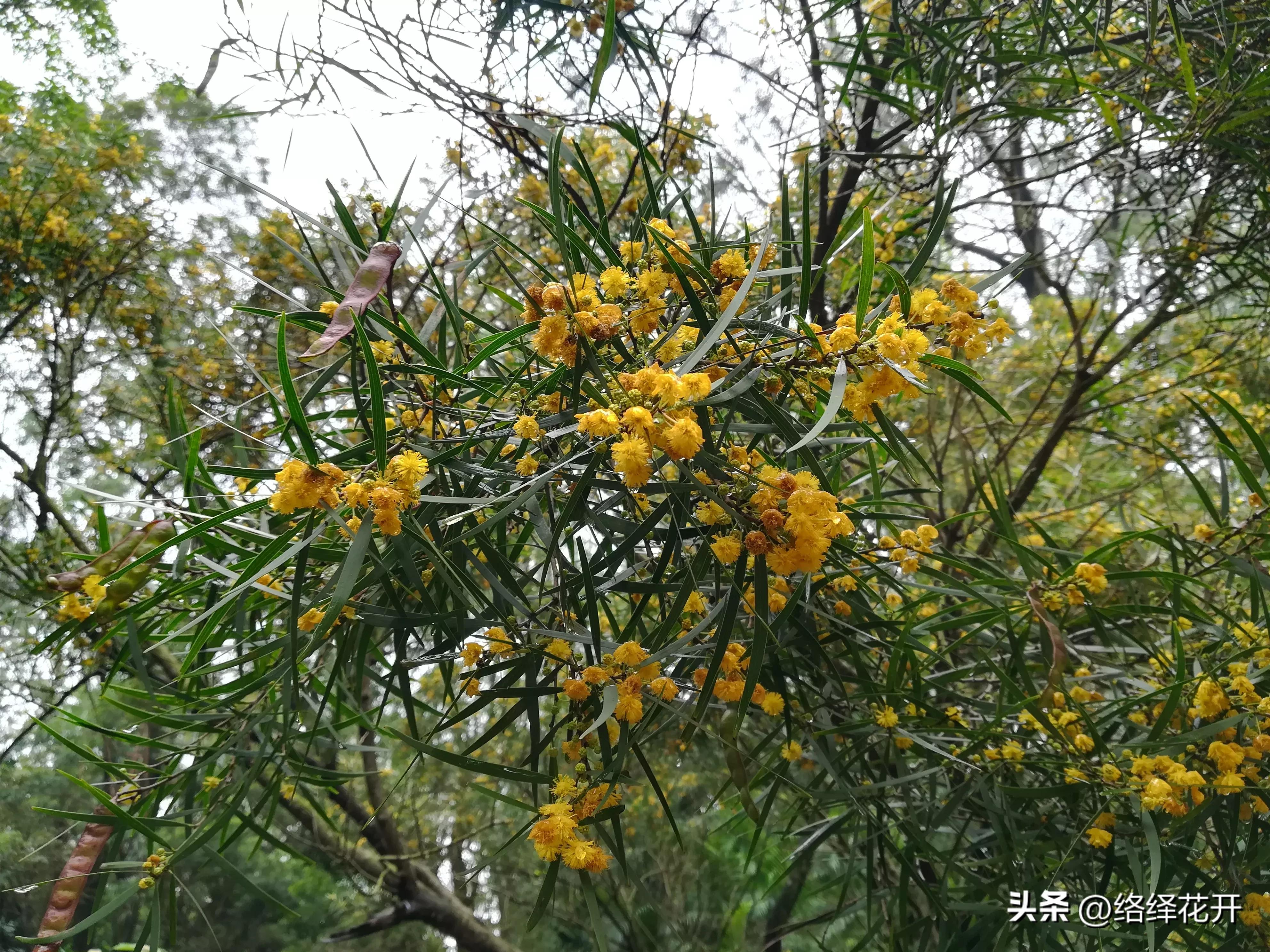 台湾相思,台湾相思花语