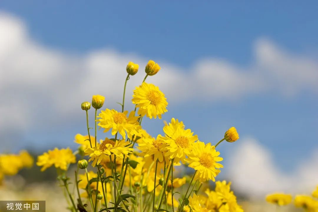 立冬阳光明媚好兆头诗词七律,最美立冬诗词15首未品浓秋已立冬