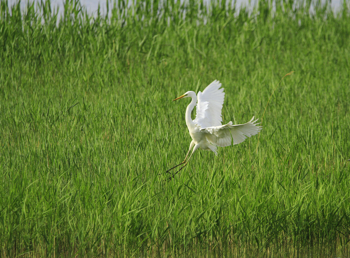 「散文」幽幽青草香，浅浅寄念远