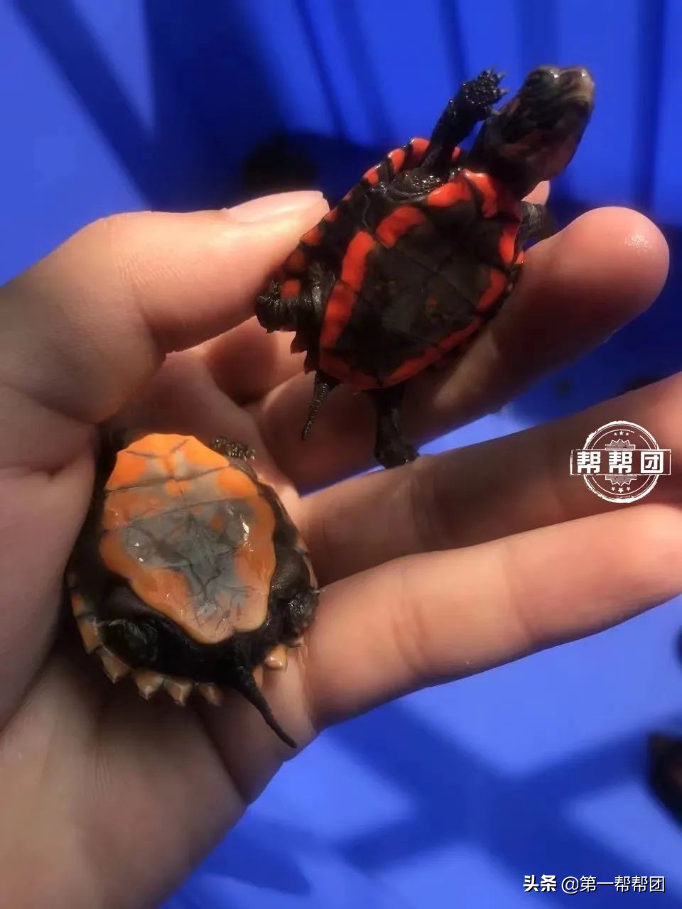 鐢峰瓙缇ら噷涔板崠鍥藉淇濇姢鍔ㄧ墿,鐢峰瓙璐╁崠鍥藉浜岀骇淇濇姢鍔ㄧ墿