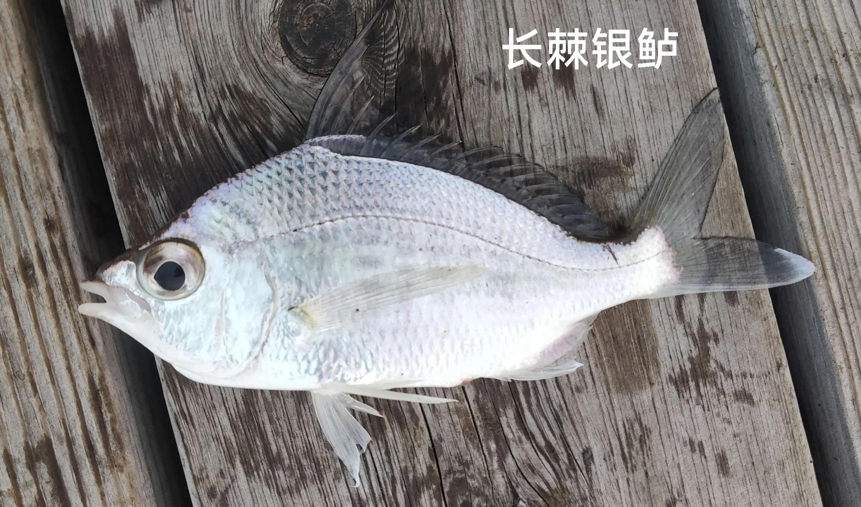 20种常见海鱼,十大常见野生海鱼