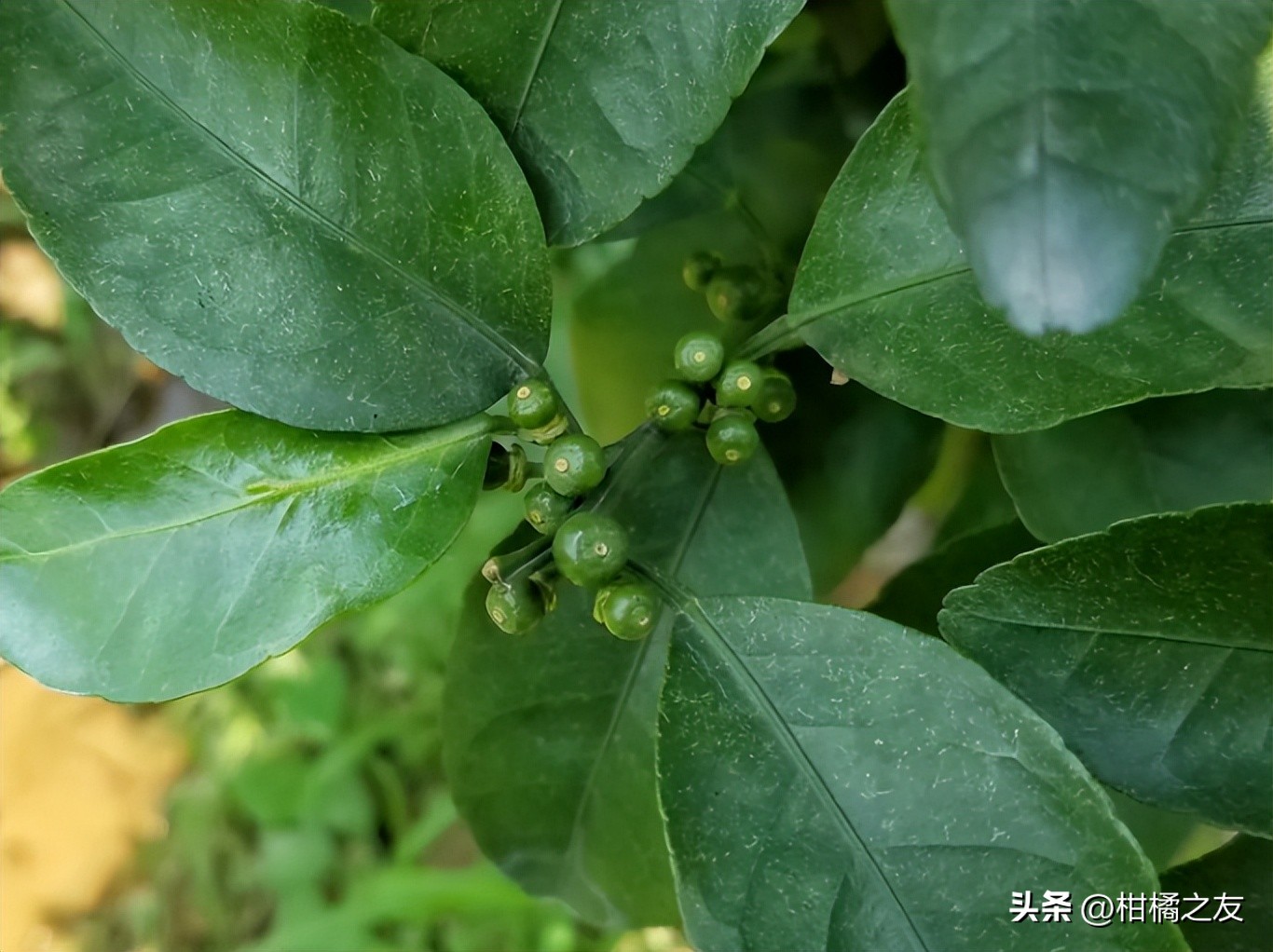 如何减少柑橘分果时落果,为什么柑橘保果有助于分果