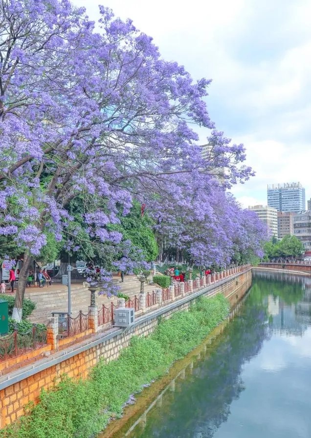 昆明蓝花楹最佳观赏期,颜值爆表昆明十大蓝花楹打卡指南