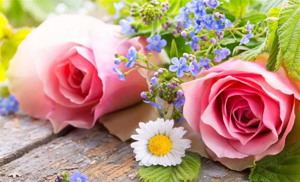 小王子玫瑰花朋友圈背景图,背景图玫瑰花系列高级感