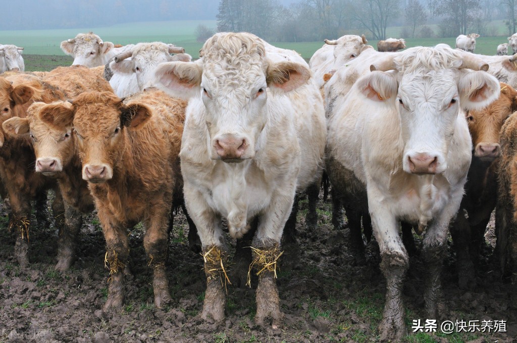 养母牛的技术和管理,养母牛需要什么条件