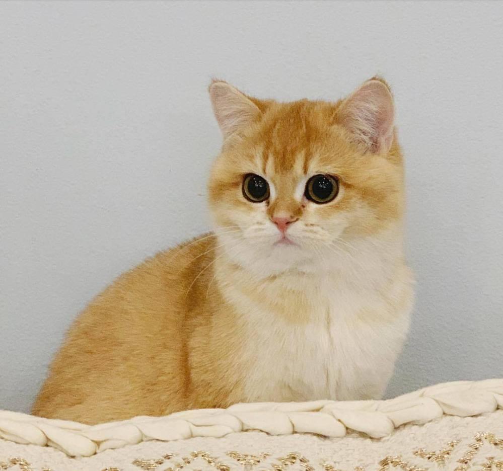 为什么越来越多人养银渐层真香,为什么许多人喜欢养金渐层