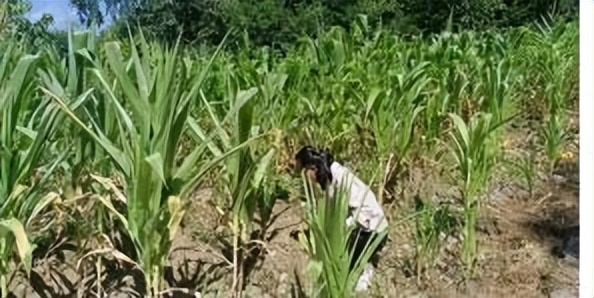 辛巴开国货计划新时代，即墨龙山：非遗公益课堂成暑期学习