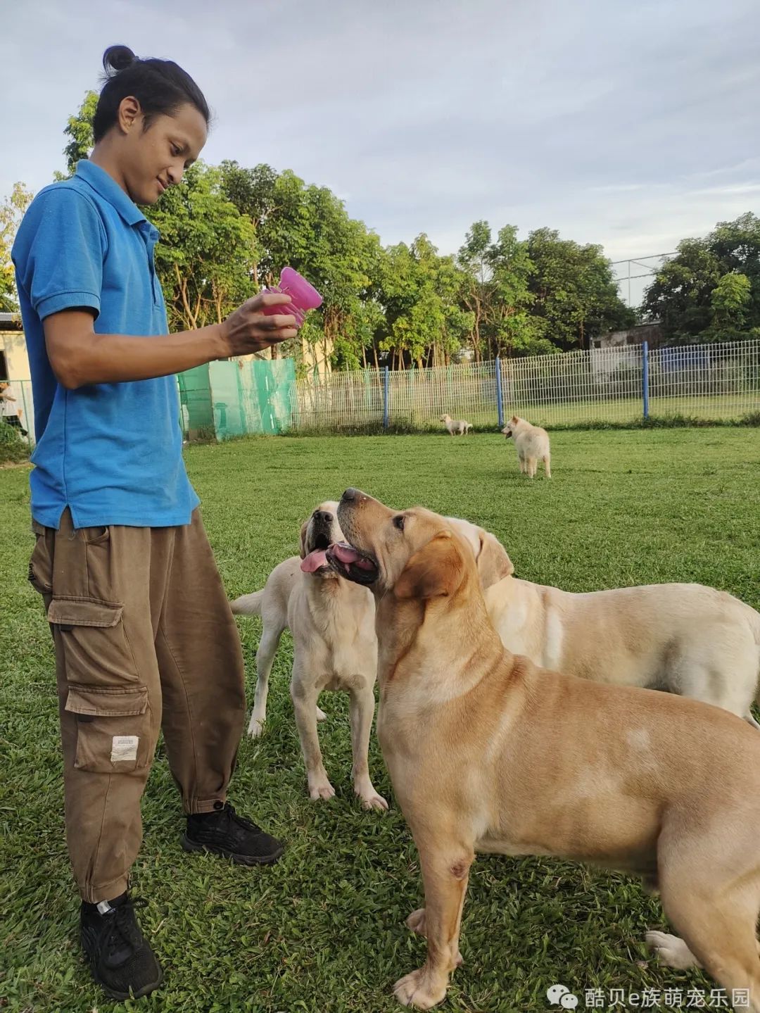 养狗的误区小狗不咬人,养狗误区123