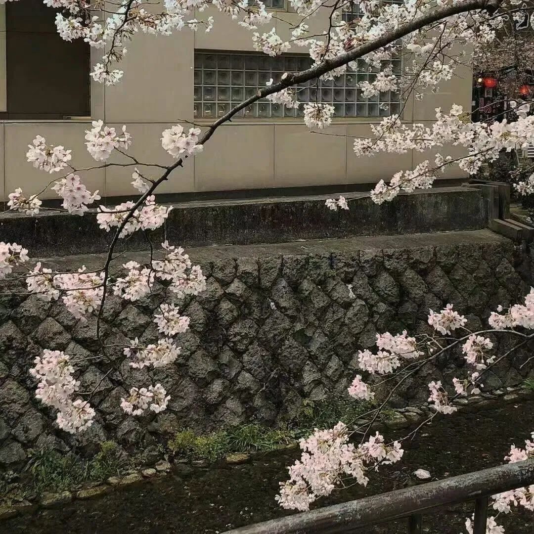 背景图ins风鲜花,ins复古黑色鲜花壁纸