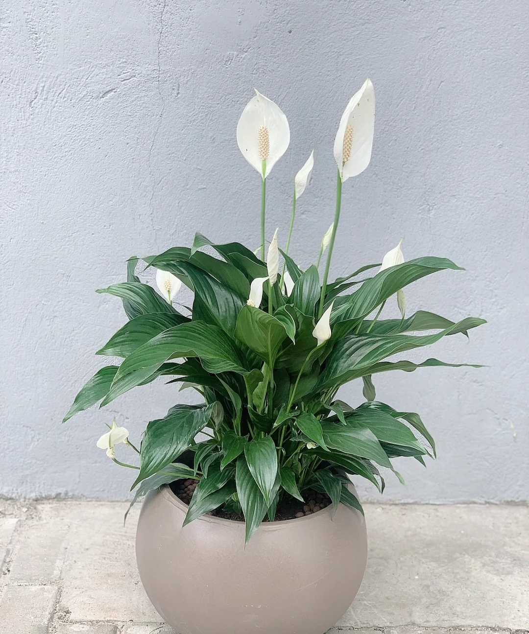 家庭客厅养什么花好看又旺财,客厅最吉祥的三种花