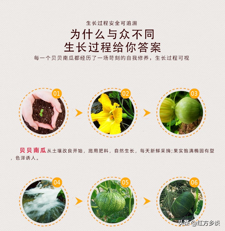 红方真相：你可能一直都在吃假的贝贝小南瓜