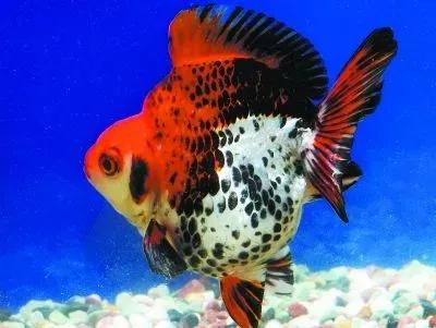 各种漂亮鱼的名称及图片,漂亮可爱的海水观赏鱼