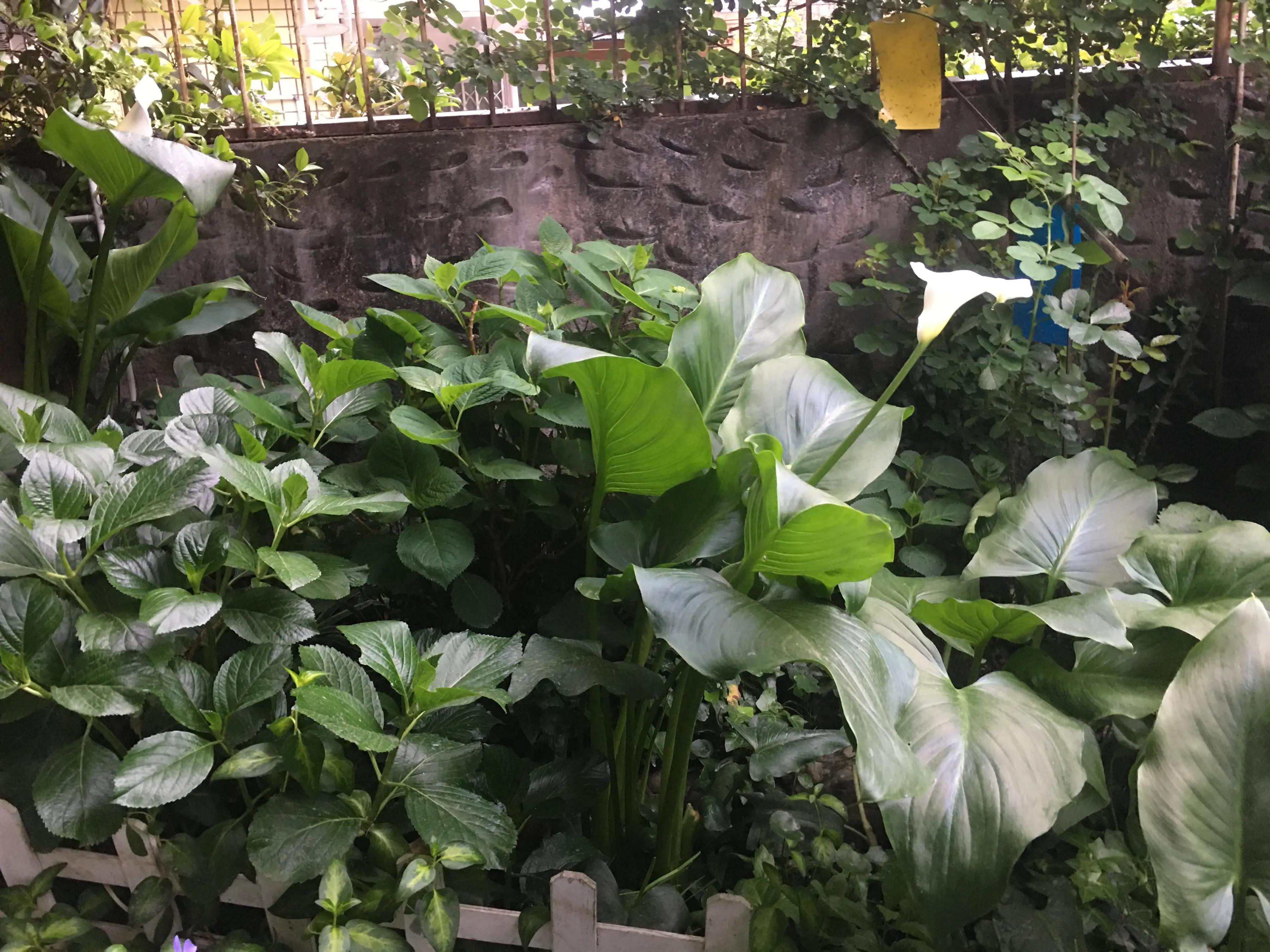 白马蹄莲跟彩色马蹄莲哪个品种好,洁白的马蹄莲图片