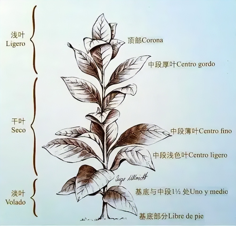 全球no.1顶级雪茄最贵的价格,782万的雪茄