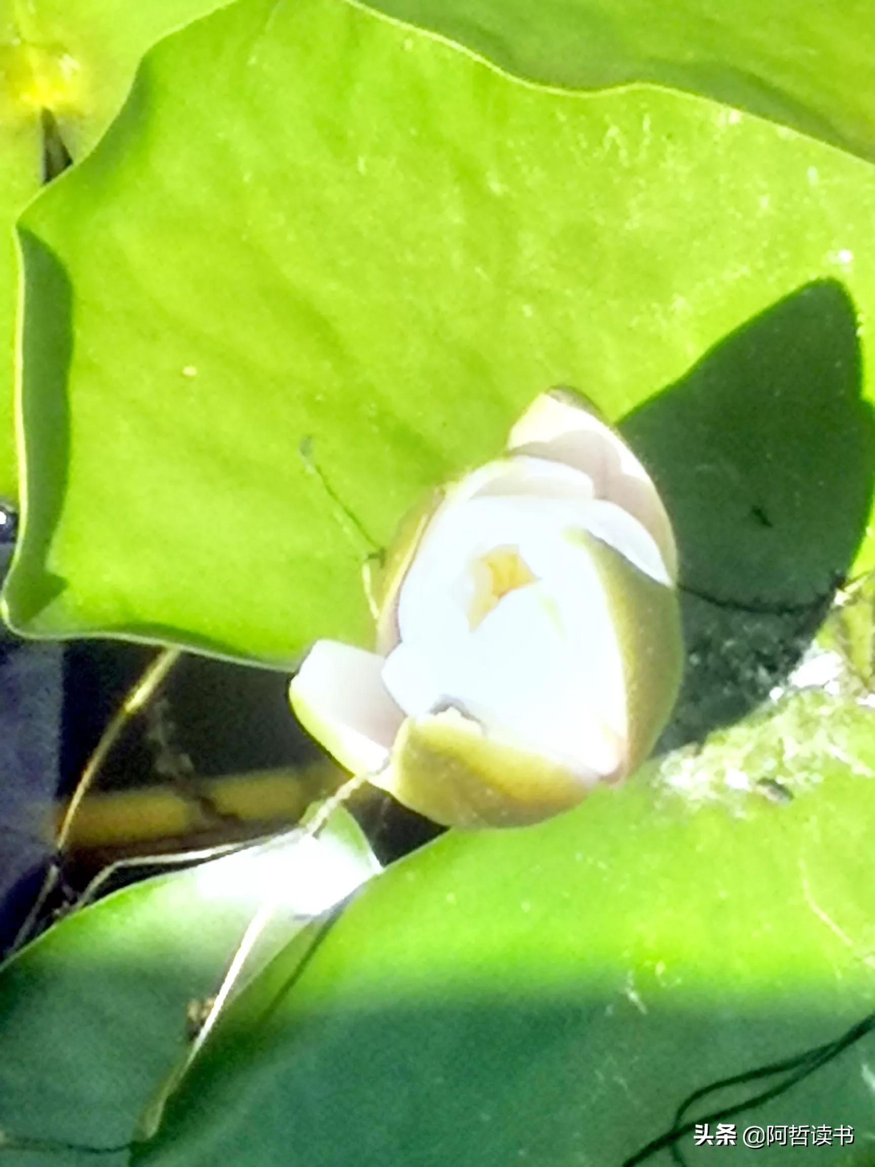 夏日荷花/风影摇曳波光粼，出水芙蓉最可人，一片冰心付与君