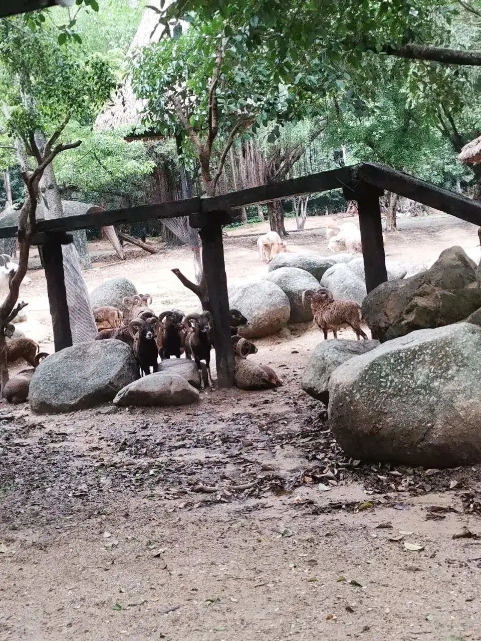 长隆欢乐世界必刷项目,广州长隆动物园必刷项目