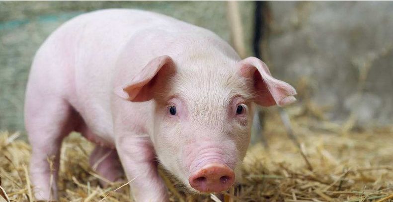 文化人怼人有多可怕,文化人怼人多犀利