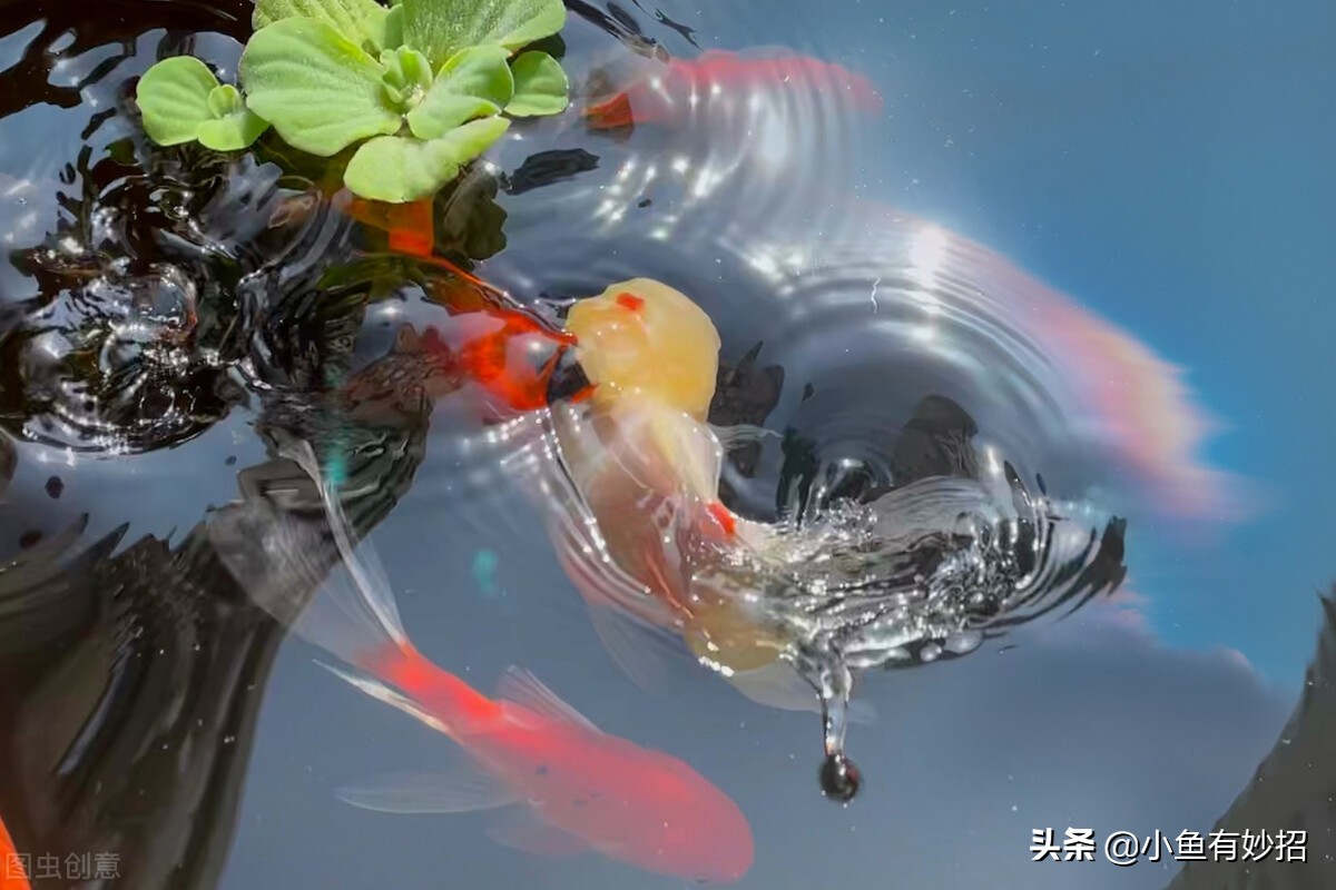 养金鱼的注意事项和饲养方法图片,虎头金鱼饲养要领