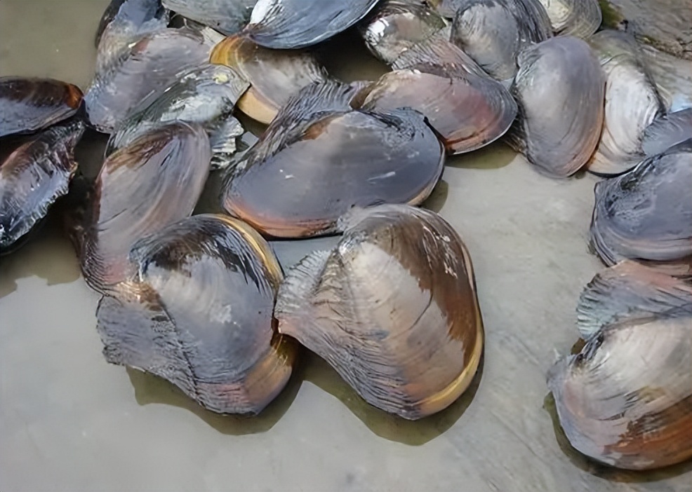 盘点八种正在消失的河鲜,常见的河鲜有哪些