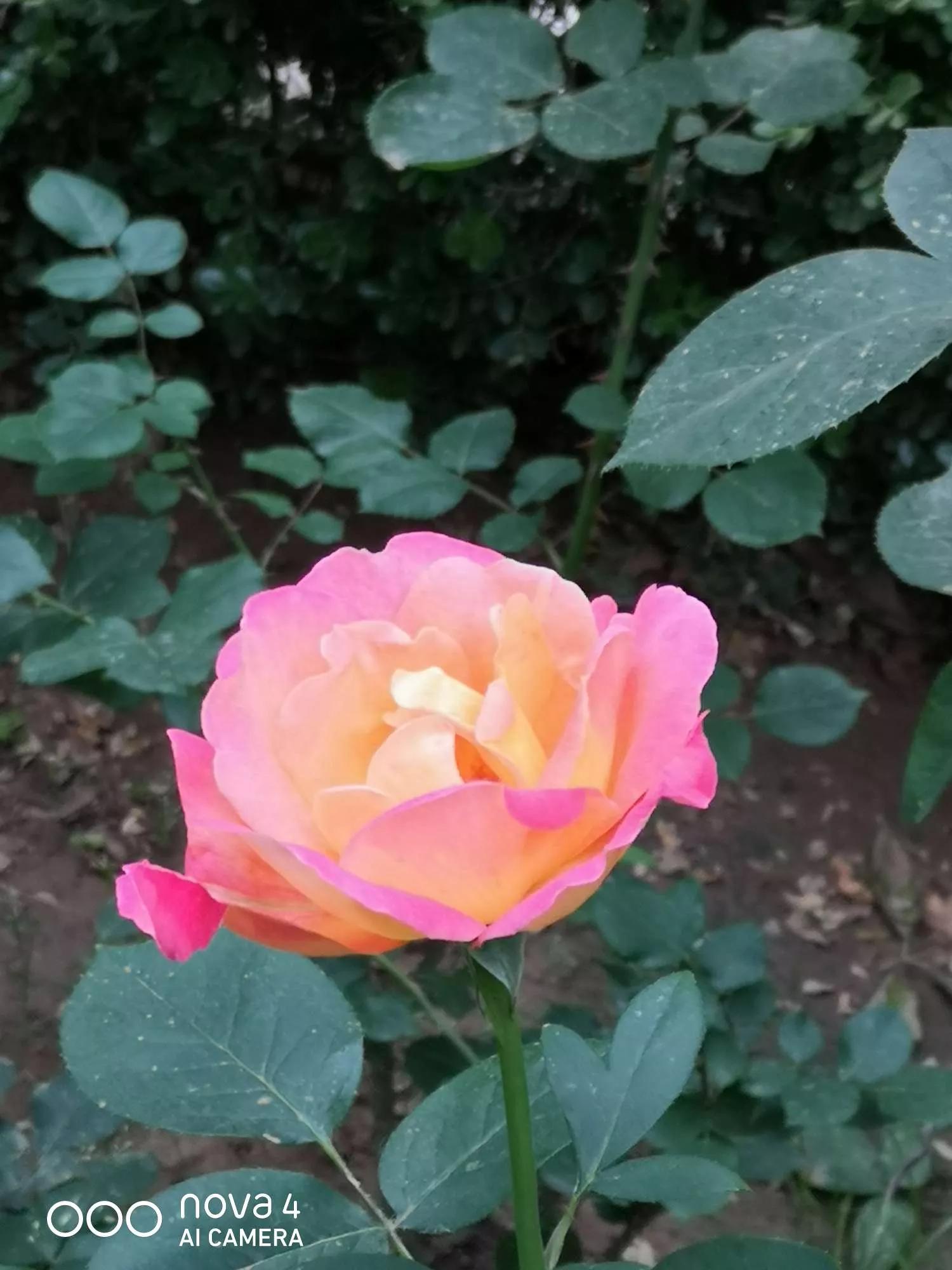 夏花开得最标准的月季花品种,月季色彩艳丽千姿百态