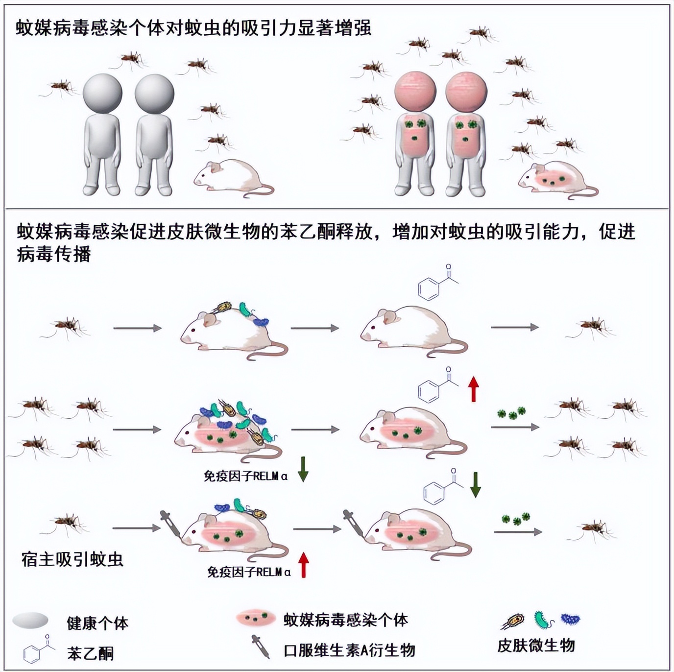 蜻蜓一小时吃多少只蚊子,蜻蜓能吃多少只蚊子
