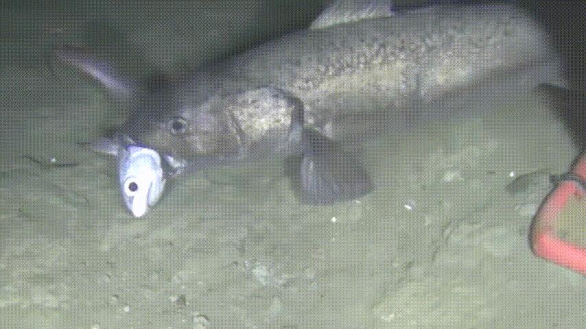 为什么买的鳕鱼段都是粘液,为什么买的鳕鱼那么多水