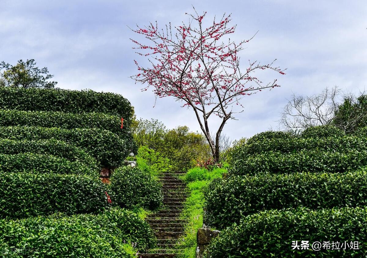 杭州新西湖十景更适合游览哪一景,杭州西湖新十景游玩攻略