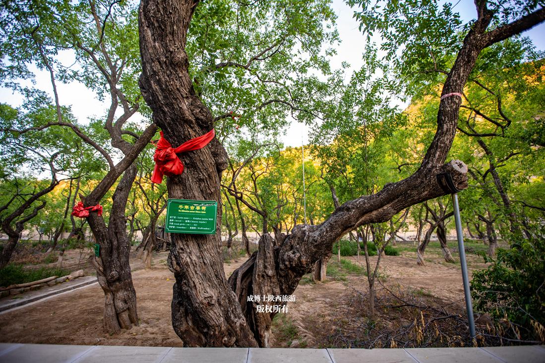 沿黄公路自驾游攻略潼关,沿黄公路自驾攻略黄河大峡谷