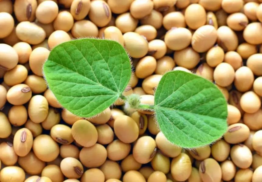 刚做期货做什么品种好,刚开始做期货怎么入手