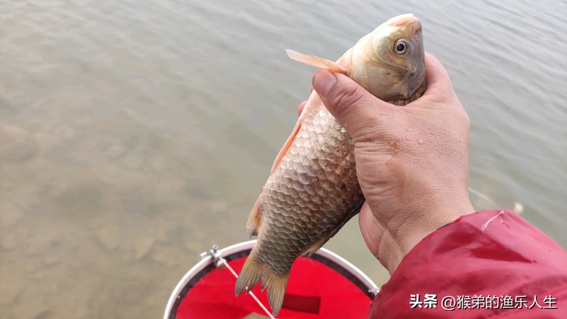 夏季红虫钓鱼技巧与饵料,冬季红虫钓鱼逗钓技巧