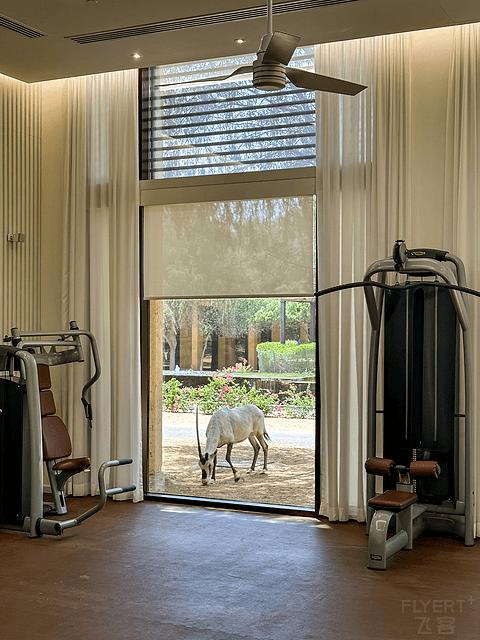 阿联酋丽思卡尔顿,阿联酋野奢帐篷