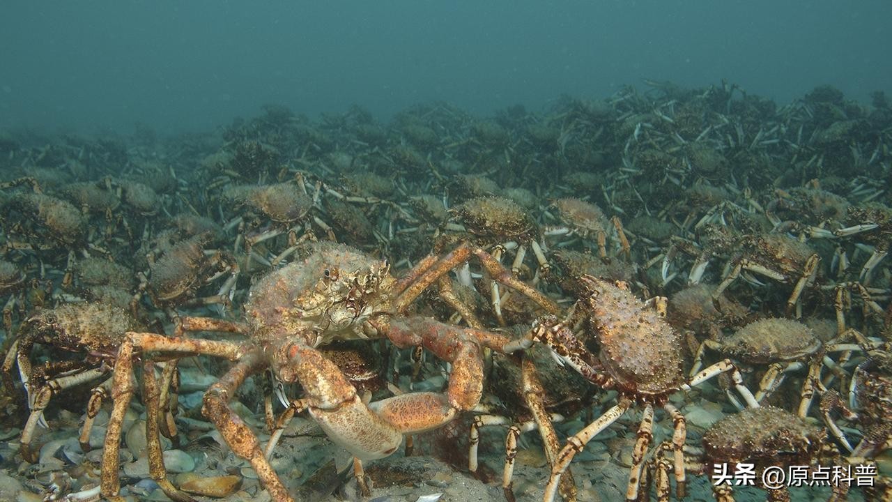 世界十大顶级海鲜排名,世界上十大最贵的十种海鲜