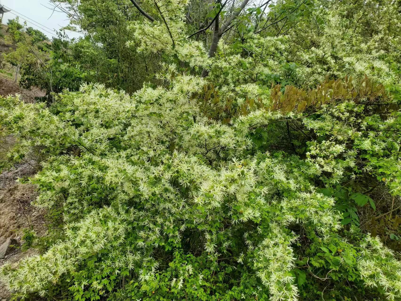 檵木的功效与作用,檵木叶药材