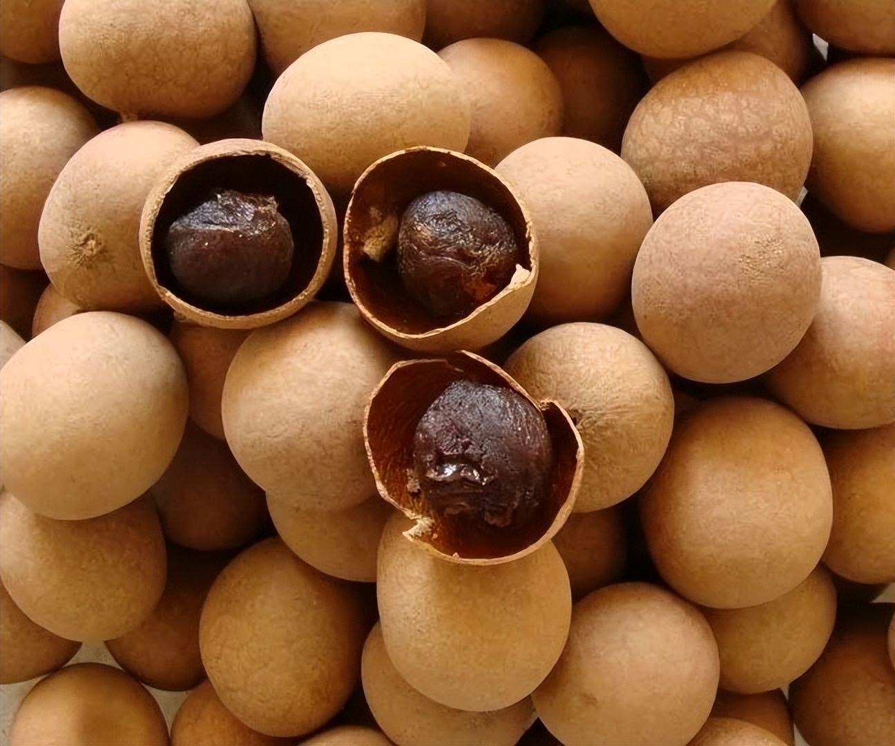 太原市中医医院:厨房里的中药材——龙眼肉(桂圆)