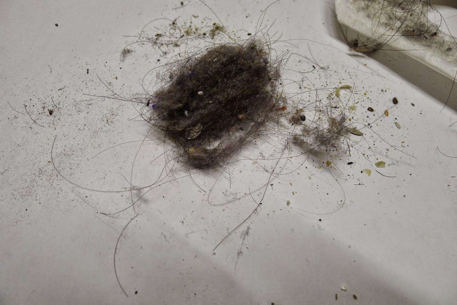 家里毛絮太多能怎么解决,家里到处都是毛絮怎么解决