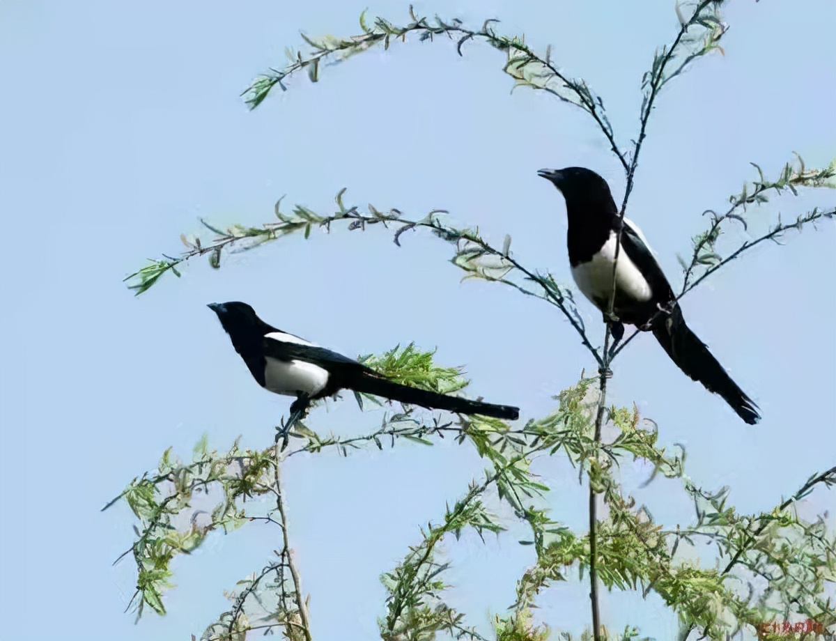 咏江南垂柳,江南美景垂柳全图