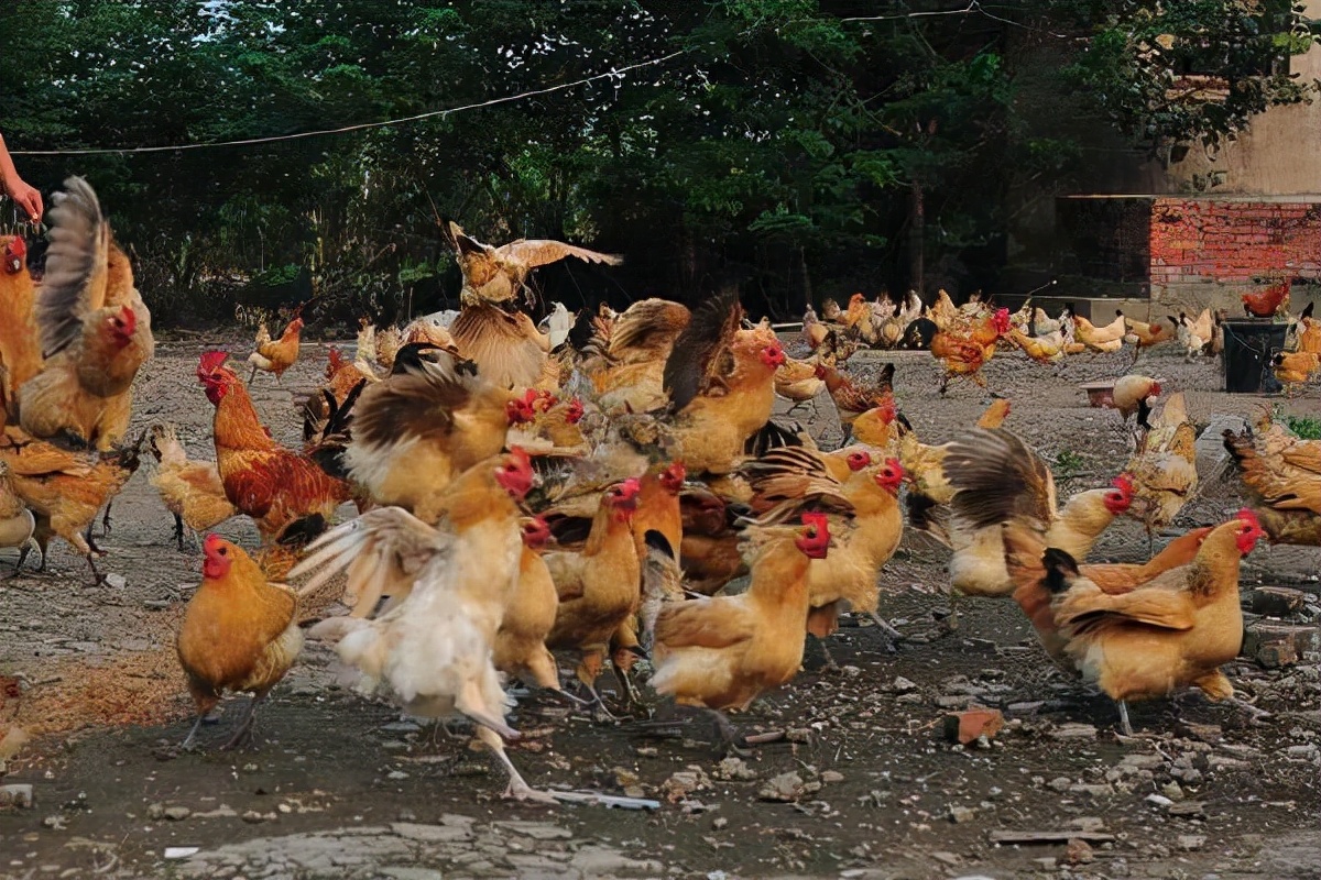 养殖鸡如何看公母,养了半年的鸡怎么分公母