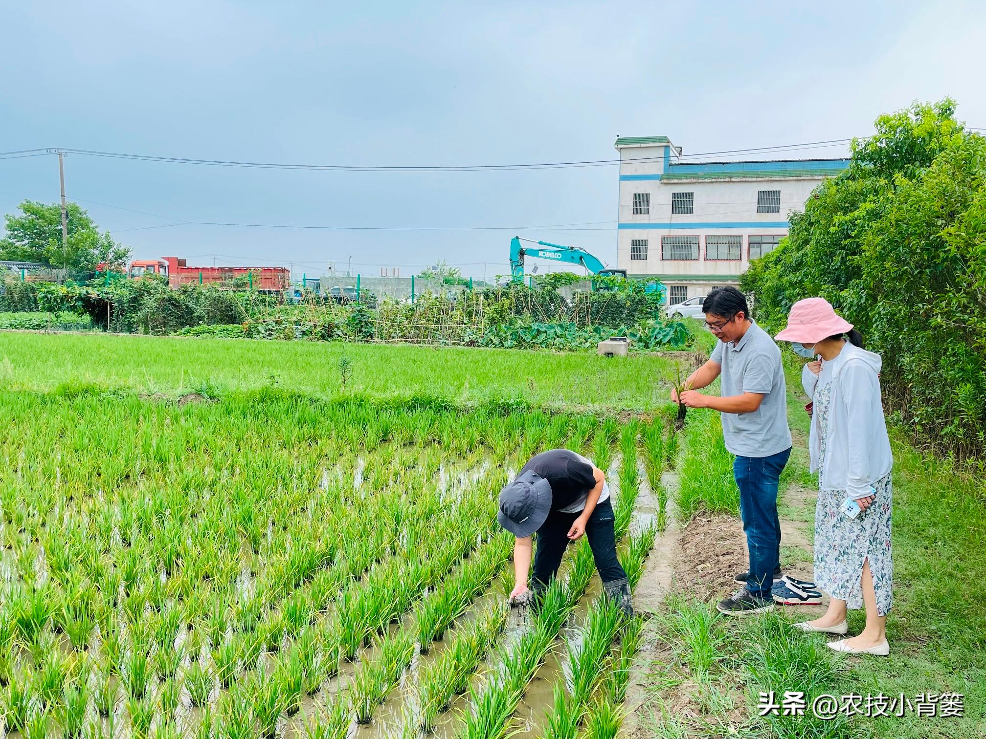 水稻稻苗发黄是什么病,水稻叶片发黄的原因及防治方法