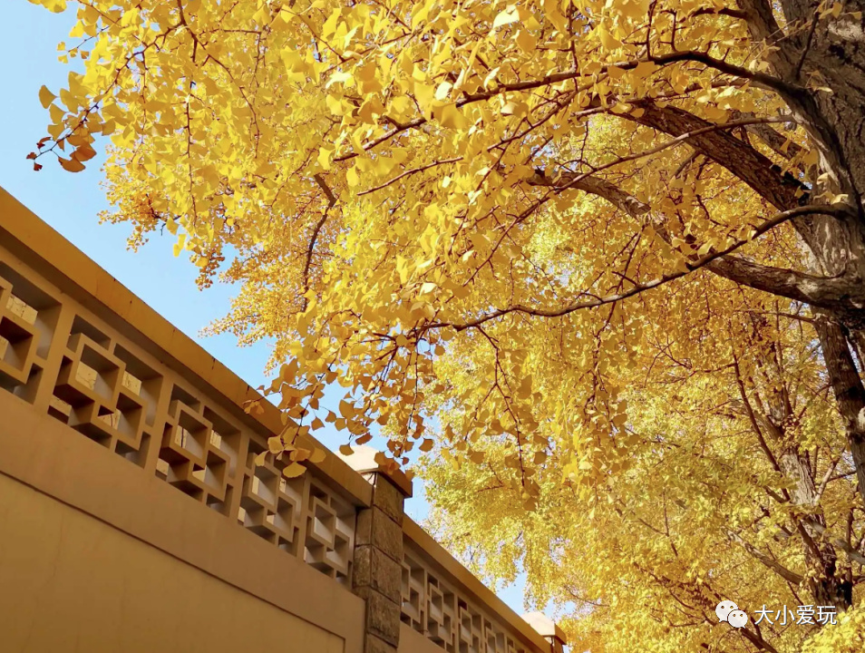 银杏最美的地方,这九个美丽的地方你想去看看吗