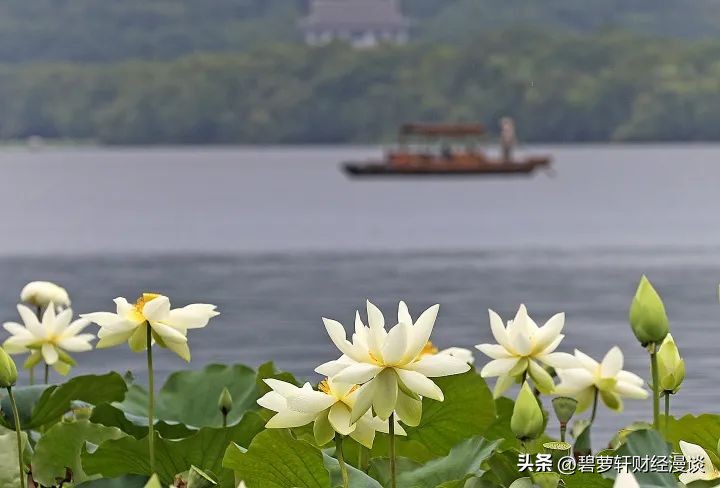 长沙第一波赏荷地图,杭州夏日赏荷地图