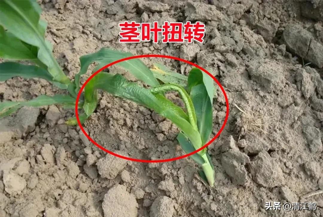 玉米除草剂药害最佳补救方法,玉米24d丁酯除草药害图片