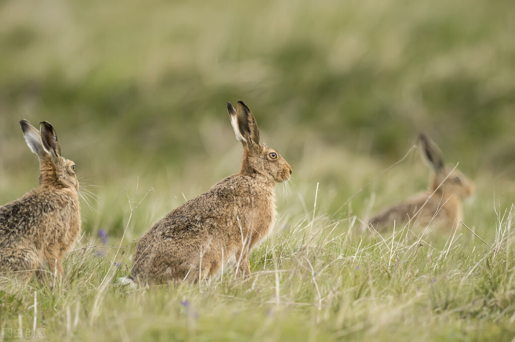 没有*器武**的猎人——套兔子（中）