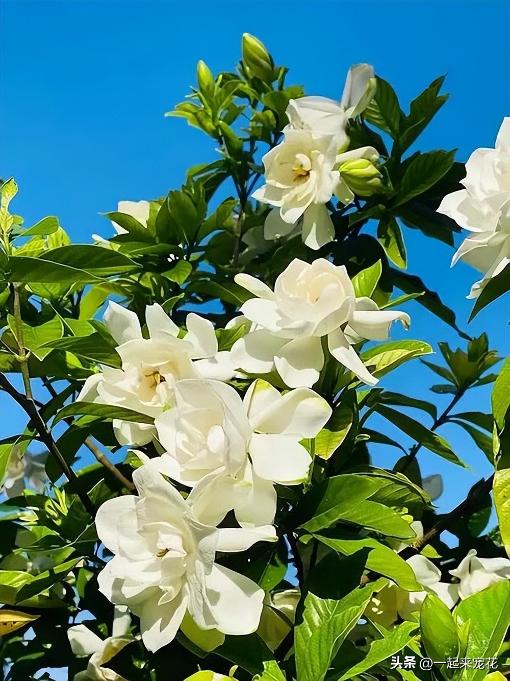 这5种花特别耐涝越浇水越会爆盆,适合懒人养的四季花水养