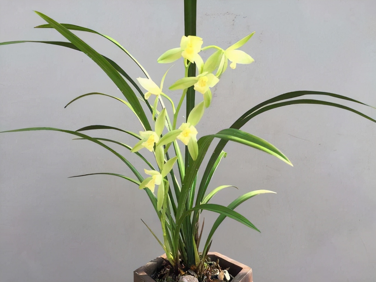 最香的五种兰花哪种兰花耐寒,春夏秋冬四季各是哪几个兰花品种