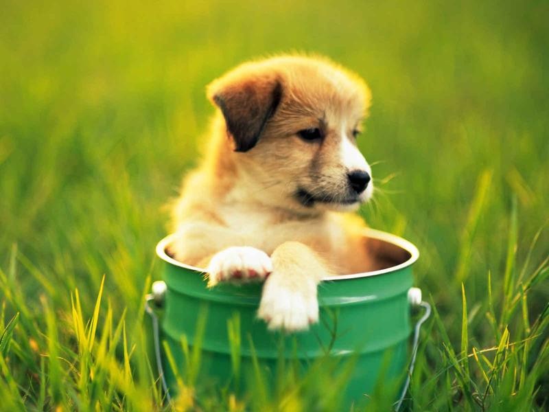 为什么狗狗老对我翻白眼,狗狗翻白眼没精神怎么回事