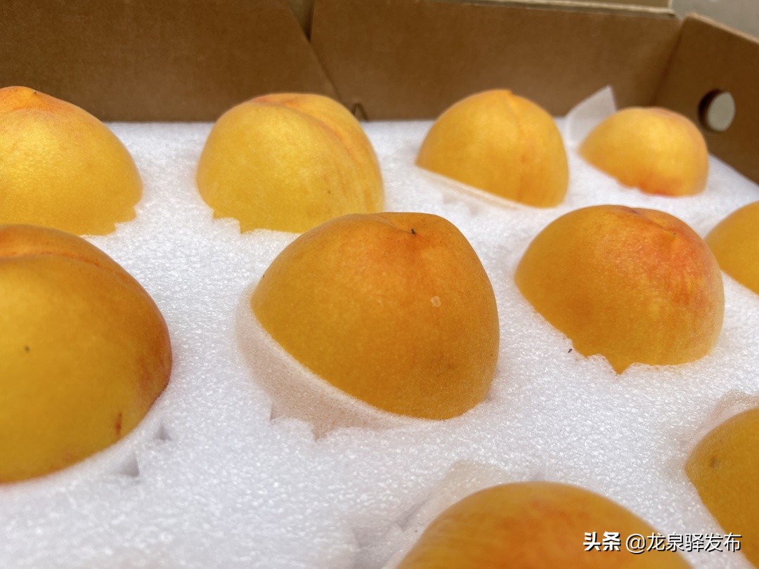 浙江早黄玉黄桃采摘在哪里,早脆黄桃品种