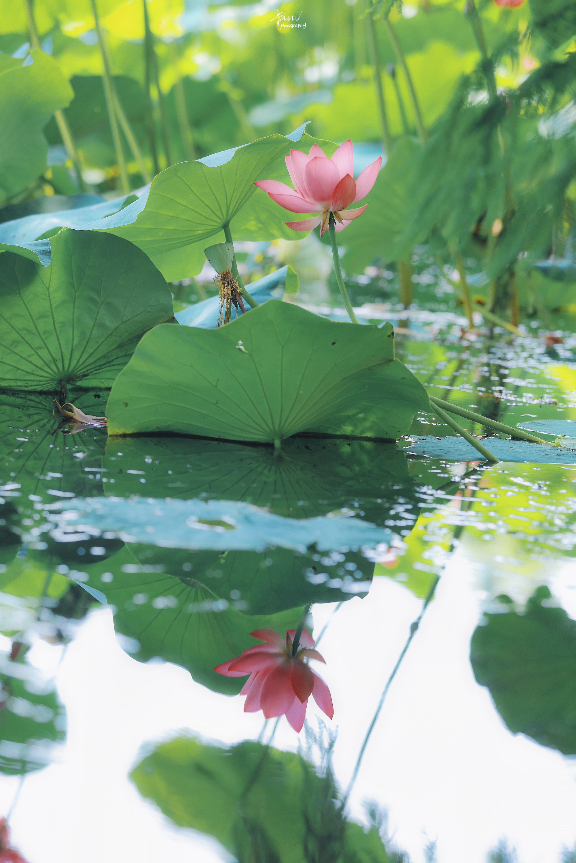 鑽疯姳鎽勫奖浣滃搧鍏ㄩ泦,鑽疯姳鎽勫奖浣滃搧閲戝