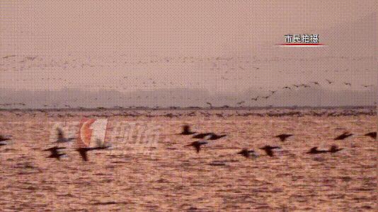 全国罕见！深圳湾公园引起轰动，只为一只鸭