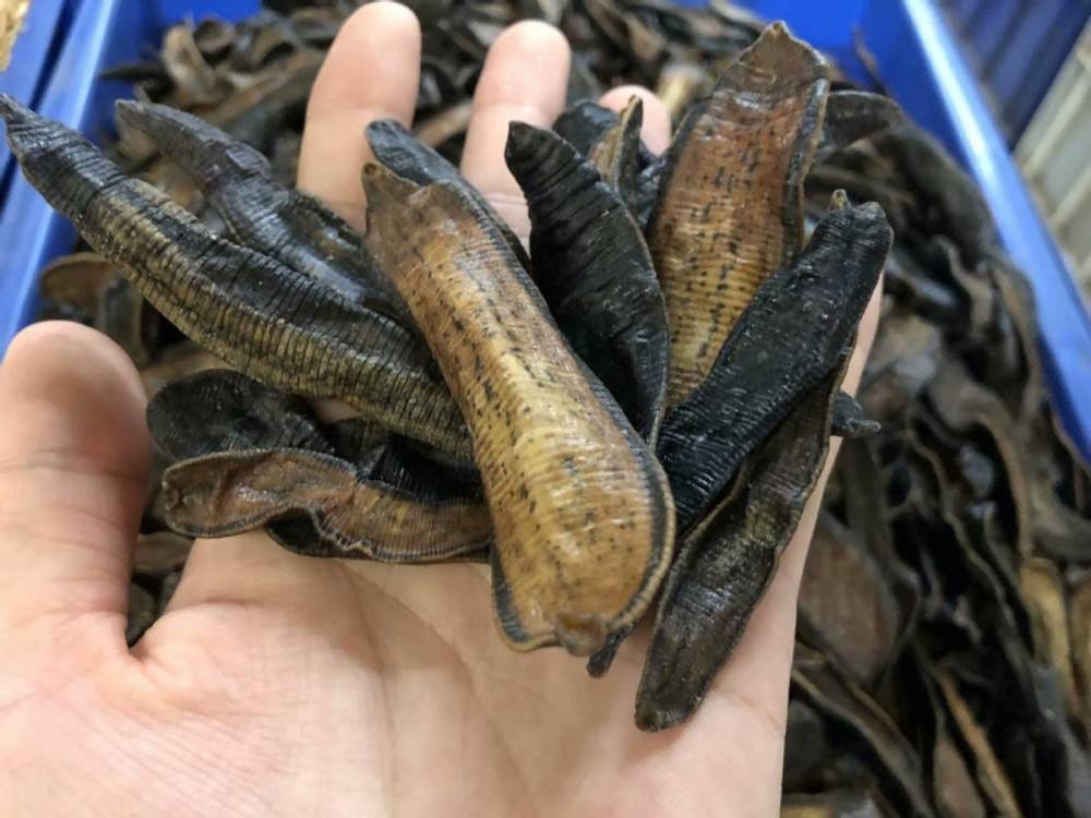 蚂蟥咬了有毒吗,误食蚂蟥会在人体内大量繁殖吗